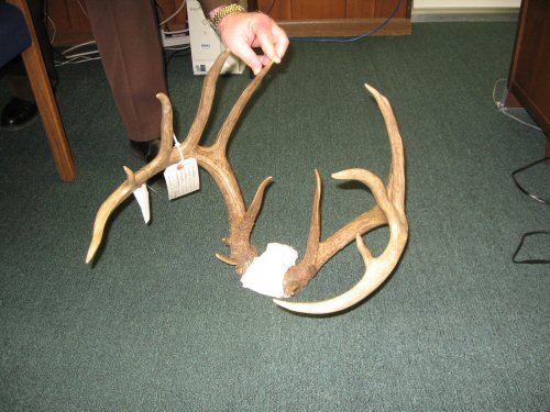 derr antlers